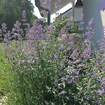 Appartement Lawendowo Mi Raz Dwa Trzy Kopalino