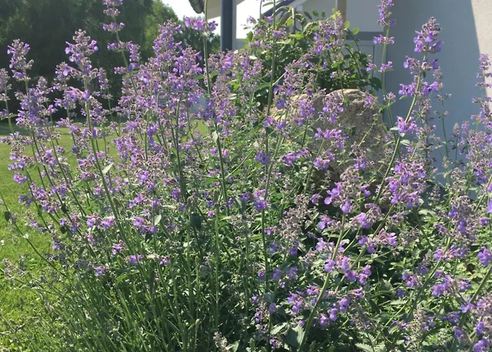 Lejlighed Lawendowo Mi Raz Dwa Trzy Kopalino