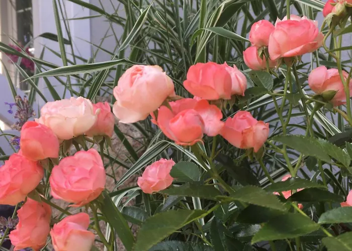 Lawendowo Mi Raz Dwa Trzy *